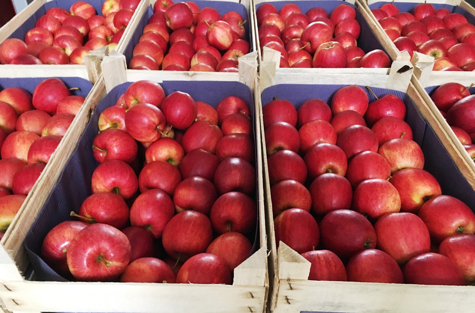 Какие сорта яблок продаются в бристоле. Продает яблоки. Какие сорта яблок продаются в бристоле. Яблоки гала польша. Роял гала сорт яблок.